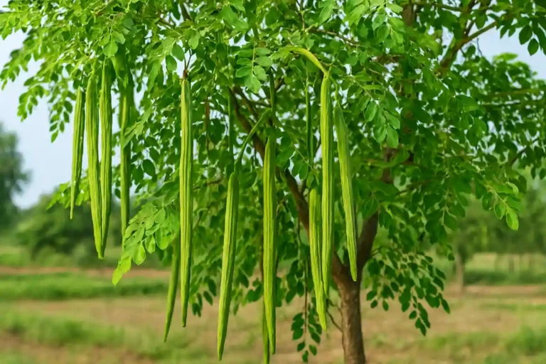 Sajna tree benefits and fresh moringa leaves